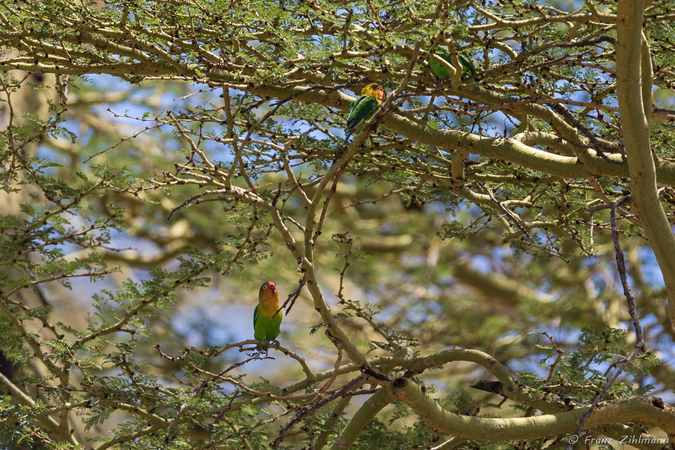 Fisher's Love Birds -  - Namiri Plains, Serengeti NP, Tanzania