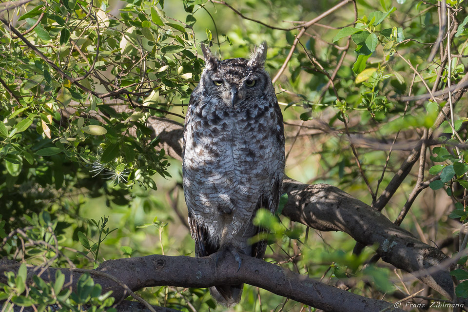 Spotted Eagle-Owl - Namiri Plains, Serengeti NP, Tanzania