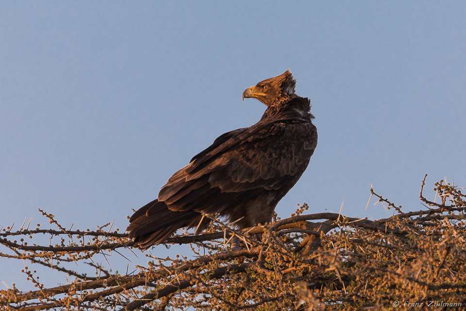 Spotted Eagle? - Namiri Plains, Serengeti NP, Tanzania