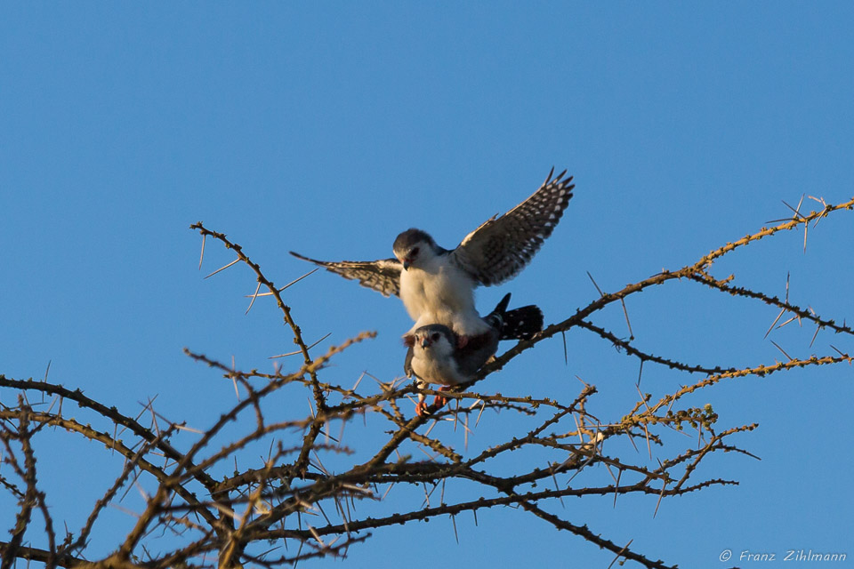 Mating Pygamy Falcons - Namiri Plains, Serengeti NP, Tanzania