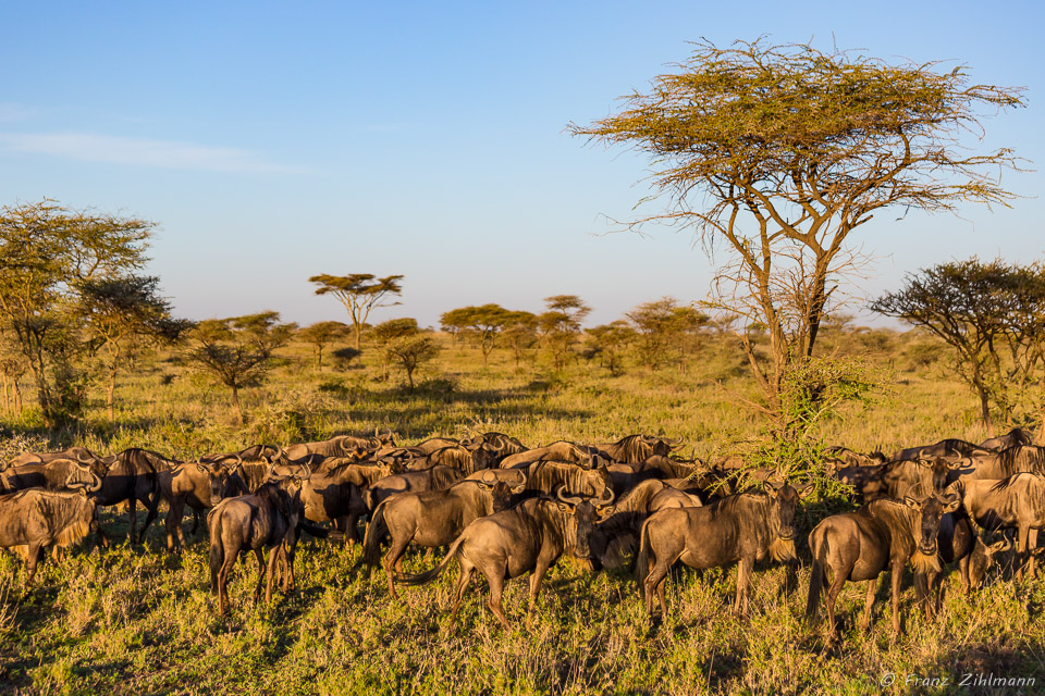 Wildebeest - Namiri Plains, Serengeti NP, Tanzania