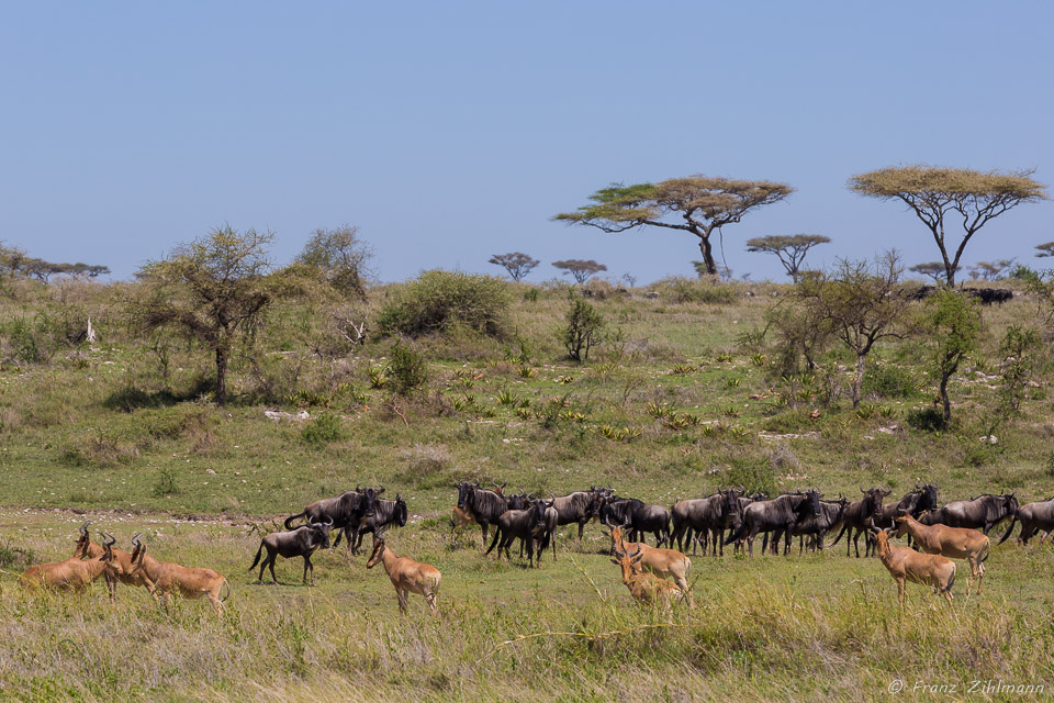 Red Hartebeests and Wildebeest - Namiri Plains, Serengeti NP, Tanzania