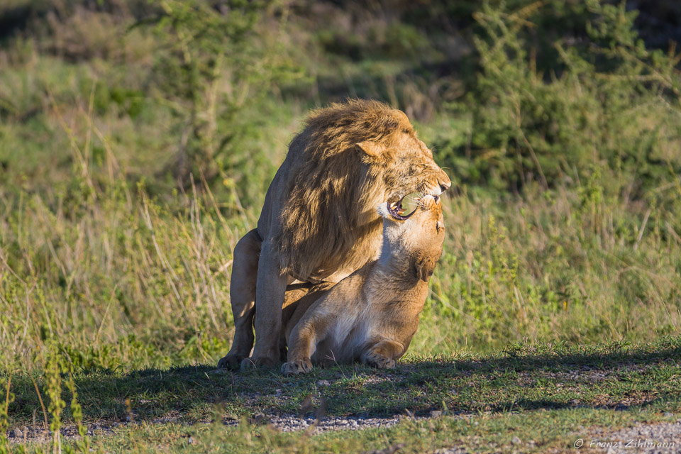 Mating Lions - Namiri Plains, Serengeti NP, Tanzania