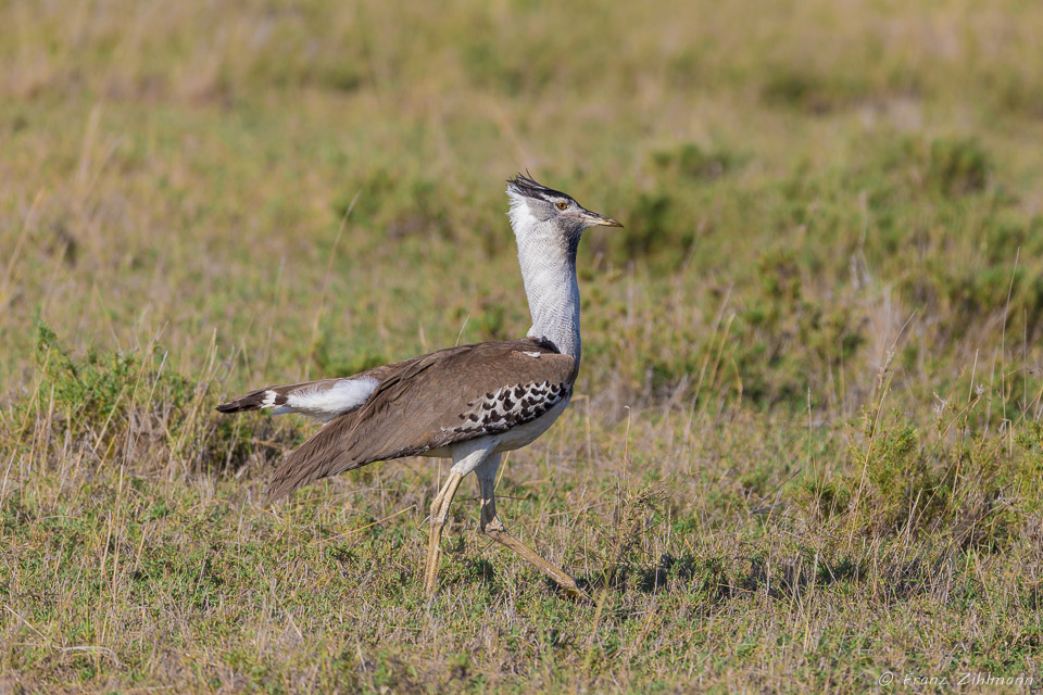 Male Kori Bustard- Namiri Plains, Serengeti NP, Tanzania