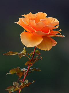 Rose - Through Mother's Eyes