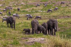 African Elephant & Wilderbeest - Tarangire NP, Tanzania
