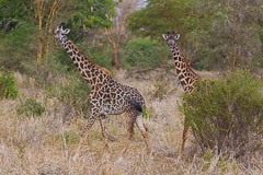 Giraffes - Tarangire NP, Tanzania