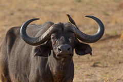 African Buffalo - Tarangire NP, Tanzania