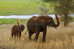 African Elephants - Tarangire NP, Tanzania
