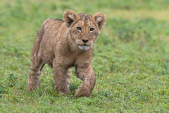 Lion Cub - Ngorongoro NP, Tanzania