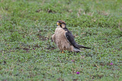 Lanner Falcon - Ngorongoro NP, Tanzania