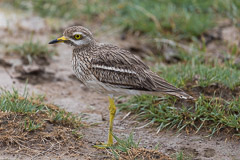 Water Thick-knee - Ngorongoro NP, Tanzania