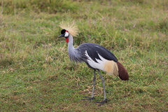 Grey-crowned Crane -  Ngorongore NP, Tanzania