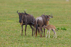 Baby Wildebeests - Ngorongoro NP, Tanzania