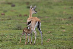 Nursing Thomson Gazelle - Ngorongoro NP, Tanzania