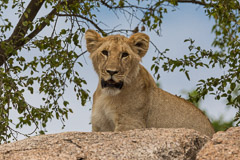 Southern Serengeti NP, Tanzania