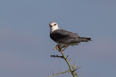 Black-shouldred Kite - Southern Serengeti NP, Tanzania