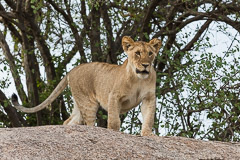 Southern Serengeti NP, Tanzania
