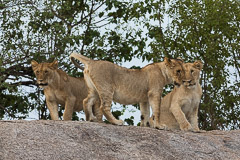 Southern Serengeti NP, Tanzania