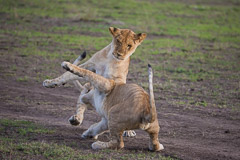 Playing Lion Juveniles - Southern Serengeti NP, Tanzania