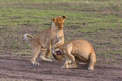 Playing Lion Juveniles - Southern Serengeti NP, Tanzania