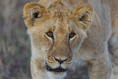 Southern Serengeti NP, Tanzania