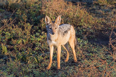 Black-backed Jackal - Southern Serengeti NP, Tanzania