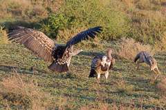 Ruppell's Griffon Vulture and Black-backed Jackal - Southern Serengeti NP, Tanzania