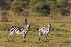 Common Zebras - Southern Serengeti NP, Tanzania