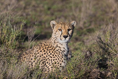 Cheetah - Southern Serengeti NP, Tanzania