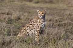 Cheetah - Southern Serengeti NP, Tanzania