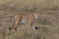 Cheetah - Southern Serengeti NP, Tanzania