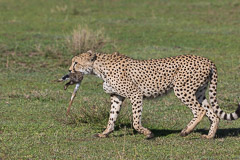 Cheetah with African Hare prey - Southern Serengeti NP, Tanzania