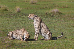 Cheetahs with African Hare prey - Southern Serengeti NP, Tanzania