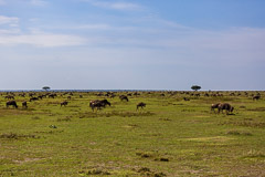 Wilderbeest herd - Southern Serengeti NP, Tanzania