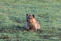 Young spotted Hyena - Southern Serengeti NP, Tanzania