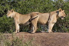 Southern Serengeti NP, Tanzania