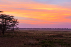 African Wildlife