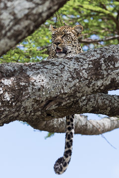 Namiri Plains, Serengeti NP, Tanzania