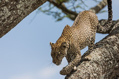 Namiri Plains, Serengeti NP, Tanzania