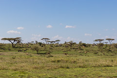 Namiri Plains, Serengeti NP, Tanzania