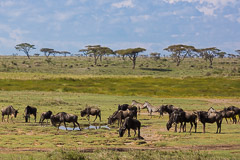 Wildebeest - Namiri Plains, Serengeti NP, Tanzania