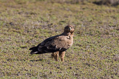 Wahlberg's - Namiri Plains, Serengeti NP, Tanzania