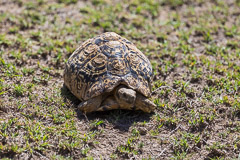 ????? -  - Namiri Plains, Serengeti NP, Tanzania