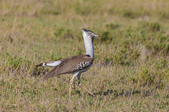 Male Kori Bustard- Namiri Plains, Serengeti NP, Tanzania