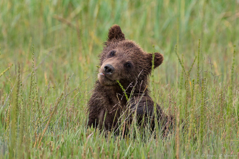 "Am I cute or what?".....Brown Bear Cub - Lake Clark NP, AK