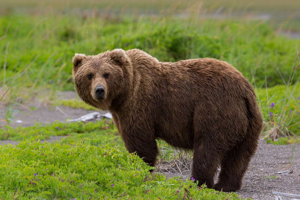 Brown Bear Mother - Lake Clark NP, AK