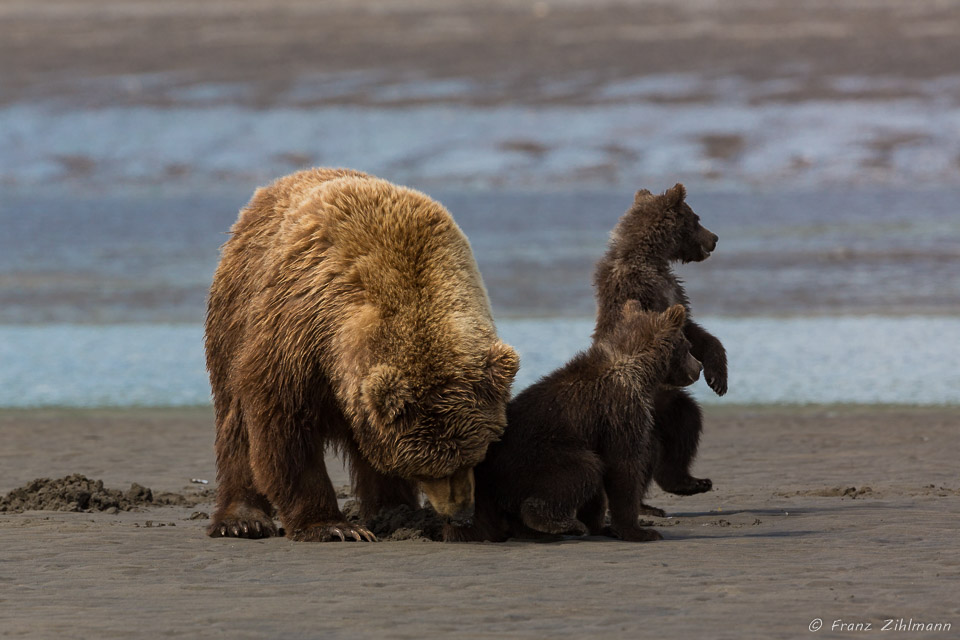 "Watching out for Mom"..... Brown Bear Mother with Cubs - Lake Clark NP, AK