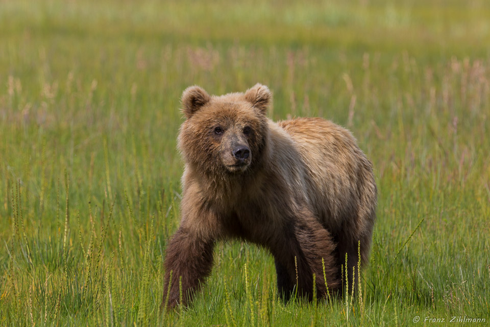 "Do I look great or what?".....Juvenile Brown Bear - Lake Clark NP, AK