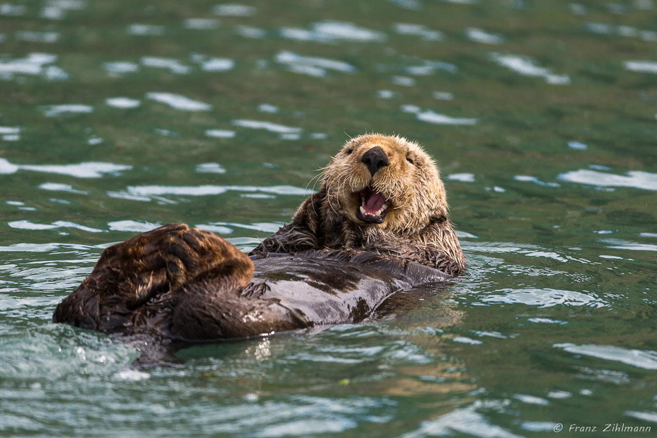 "Look how clean my teeth are!".....See Otter - At Cook Inlet, AK
